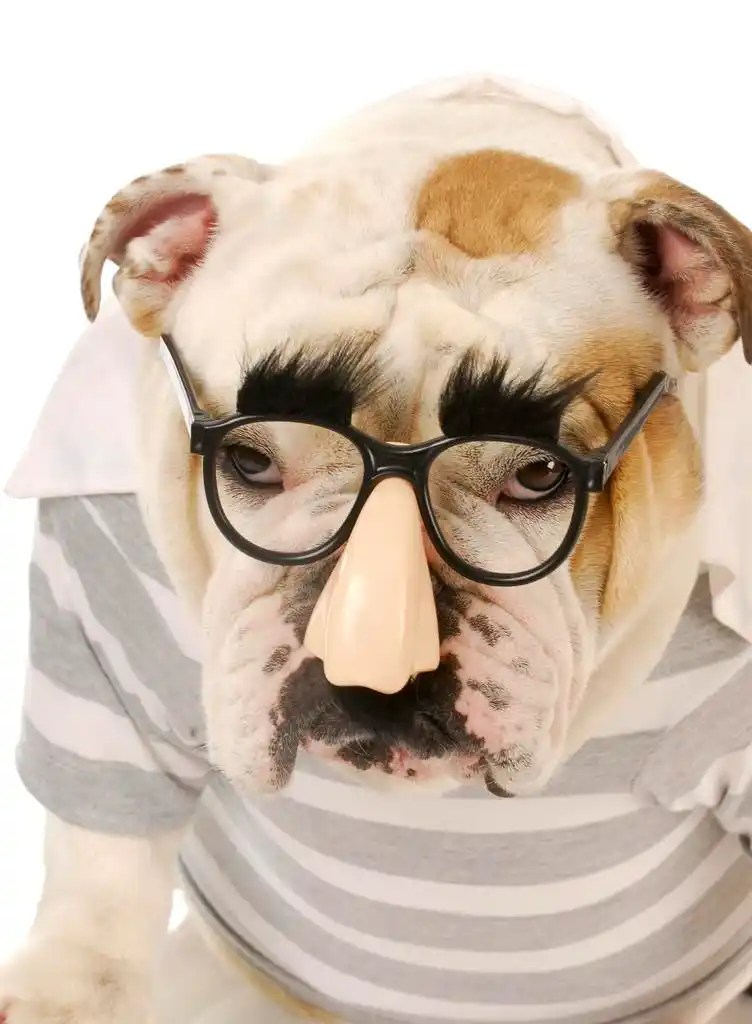搞笑 狗,英国牛头犬戴格劳乔 · 马克思眼镜用白色背景上的滑稽表达式