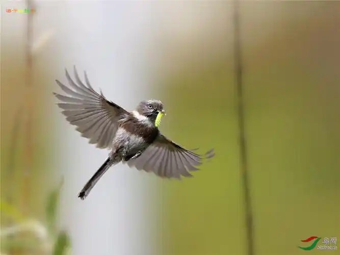 2014年鸟网十佳图片评选陕西版甄选后推荐图片