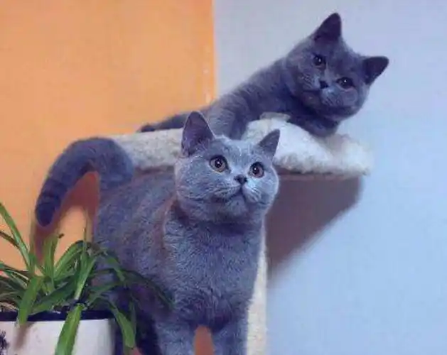 最主要是有两个过程,首先就是在刚刚出生的时候,此时它的眼睛是蓝色