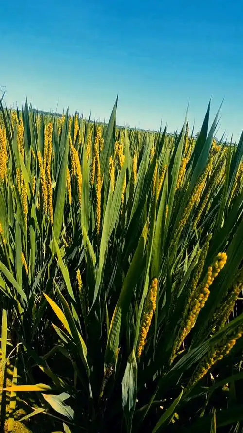 秋高稻田香白露鹭为霜