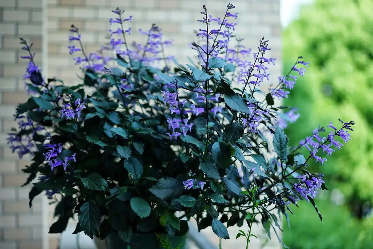 阳台盆栽新宠—艾氏香茶菜,花朵又美又香,能开一整年,还很好养