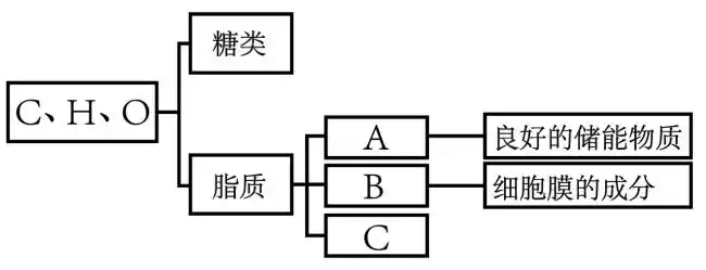 下图为生物组织中糖类和脂质的功能及分布的概念图请据图回答下列问题