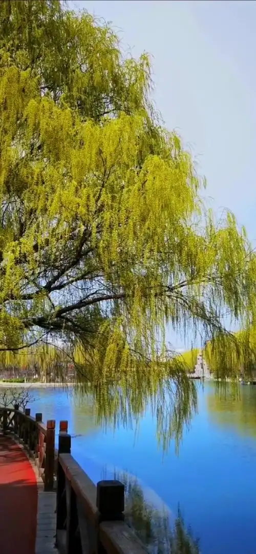 南阳河畔,杨柳依依!春天你好 春天的气息 大自然的声音