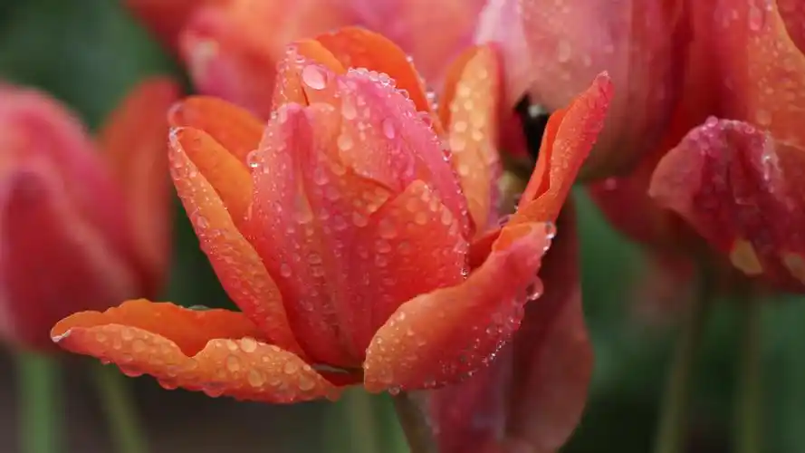 美丽的郁金香图片桌面壁纸