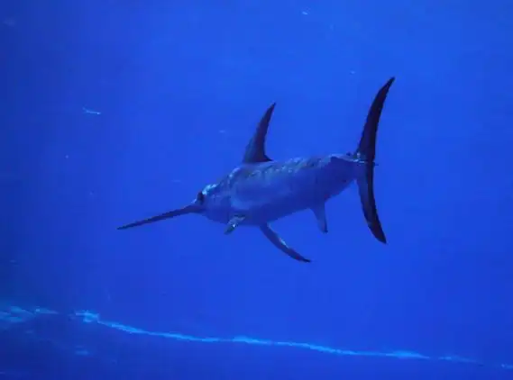 p>剑鱼(学名: i>xiphias gladius /i>),亦称"箭鱼".