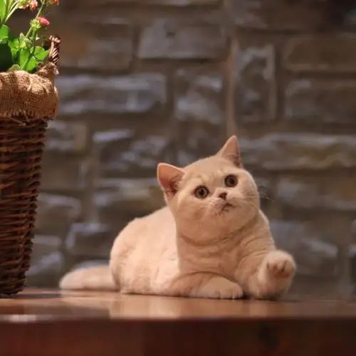 西安苏西的猫cfa英短宝宝乳色篇