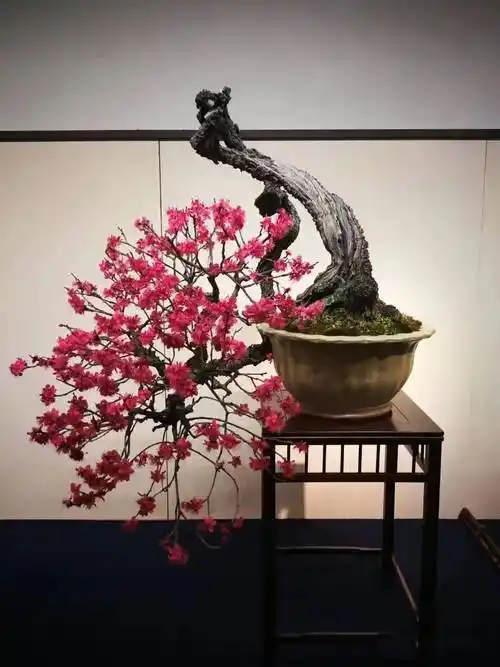 极品梅花盆景200款,绝对值得一看!