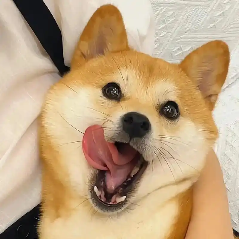 可爱狗狗头像#搞怪头像 #柴犬 ##欢迎取图 - 抖音