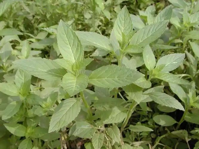 薄荷