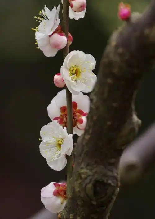 美篇梅花,能在冬季大雪纷飞时开花,象征着坚毅不拔以及坚贞不凡的品格