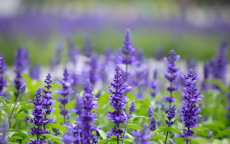 鼠尾草唯美花卉高清桌面壁纸