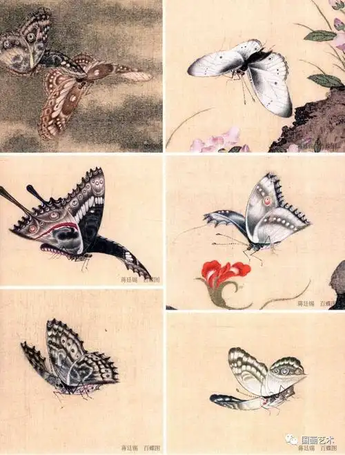 花鸟册页 清 郎世宁