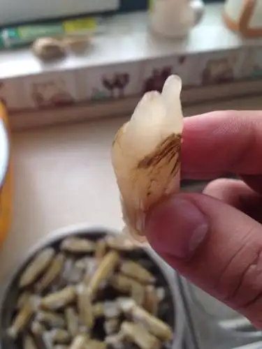 61 2008-11-07 跳跳鱼的图片,鬼见怕的贝壳图片,还有猹的图片!