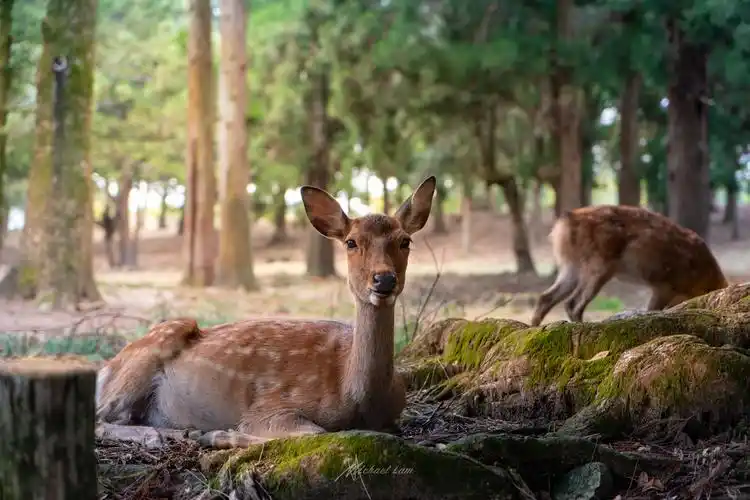 这些梅花鹿,对游人的镜头也司空见惯了.