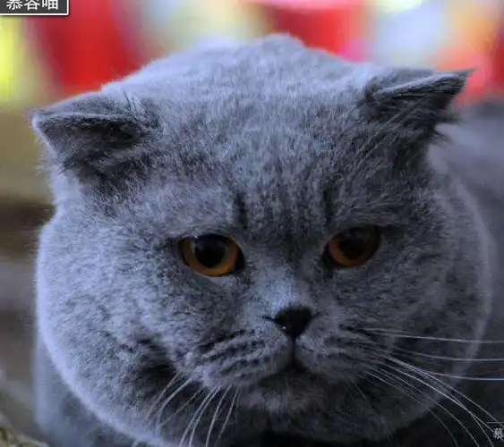 网友购买咖啡蓝猫,结果怀疑生了不同爹的猫宝宝!_猫咪_爸爸_忧虑