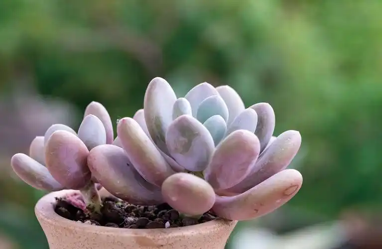 艳子养的多肉植物