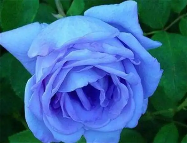 世界上第一名最美的花 世界上最好看的花排名