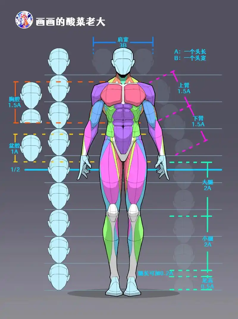 画画必备的人体结构 - 抖音