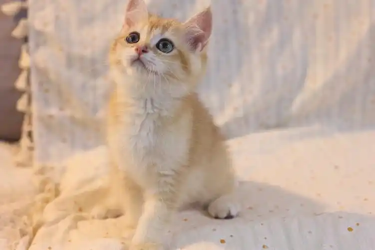 猫咪两个多月  身体健康 无病无藓  一针疫苗请大数据把我推给喜欢金