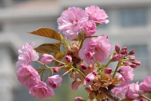 春天的花朵15-八重紫樱