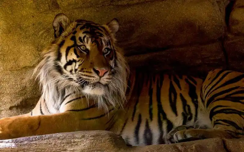 4k高清:雄性苏门答腊虎 这大脸鬃真的帅气