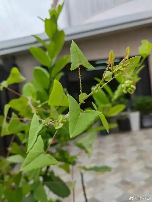 昨天跟大家说了杠板归这个中草药,说它是牛逼哄哄的蛇毒治疗药,也是