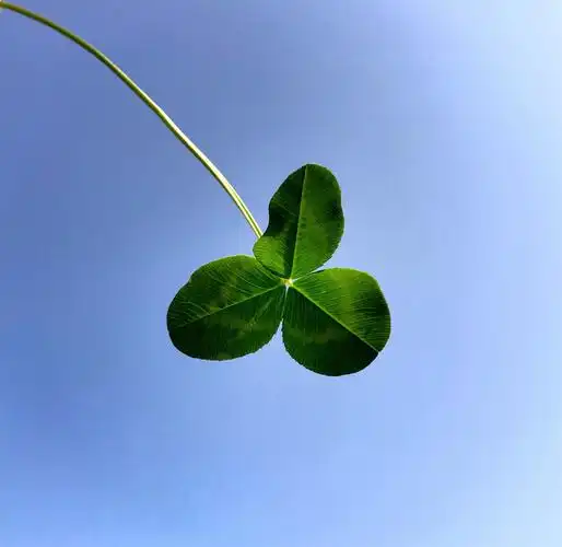 没有四叶草 - hello_阳光 - 图虫