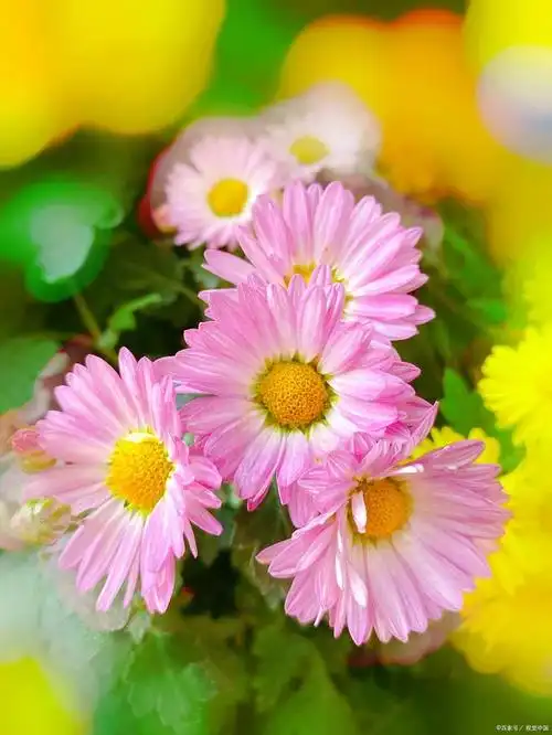 玛格丽特花植物——清新淡雅的夏日花卉