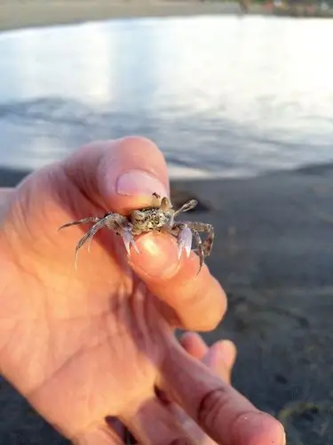 海边的小螃蟹,藕粉