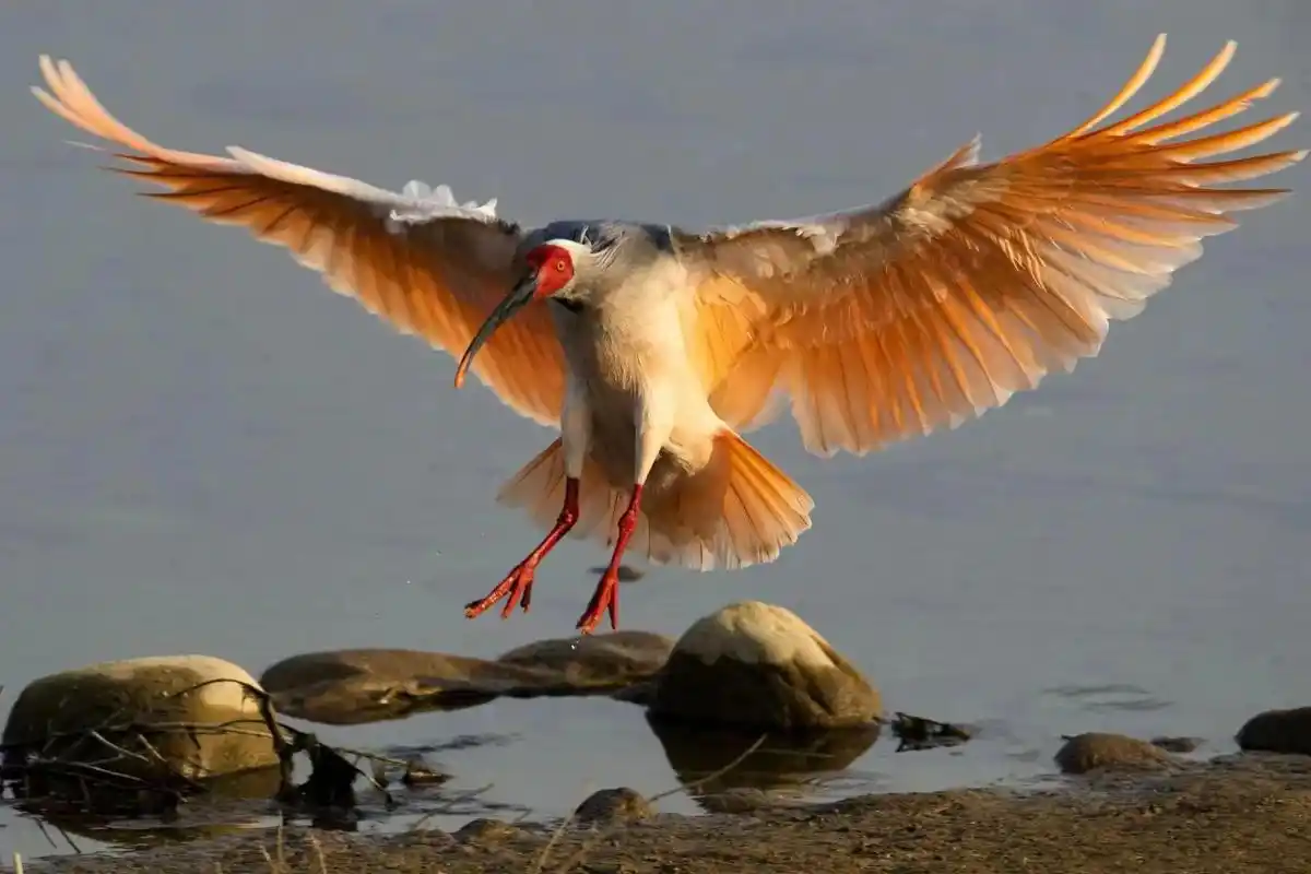 朱鹮.中国陕西洋县朱鹮#爱护大自然保护野生动物 #野生鸟类摄 - 抖音