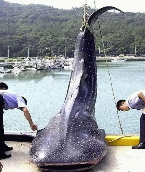 围观各种巨型"海怪"