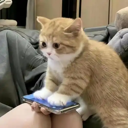 可爱的猫猫头像