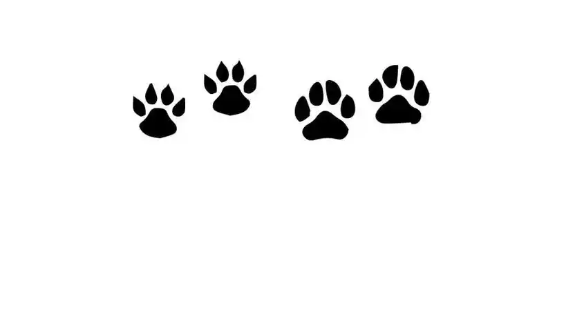 老鼠脚印的简笔画