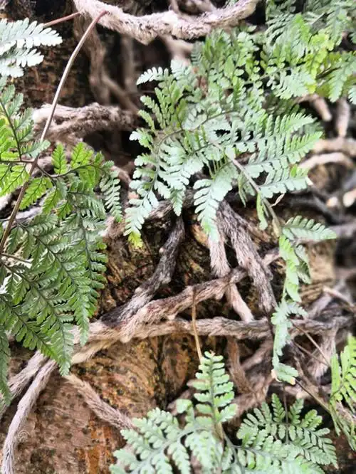 可以代替骨碎补用的白毛蛇你认识吗你知道它有什么秘密吗