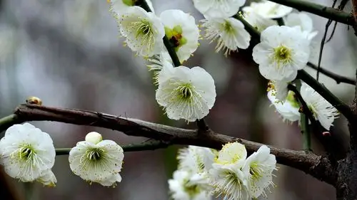 绿萼梅图片(4/12)