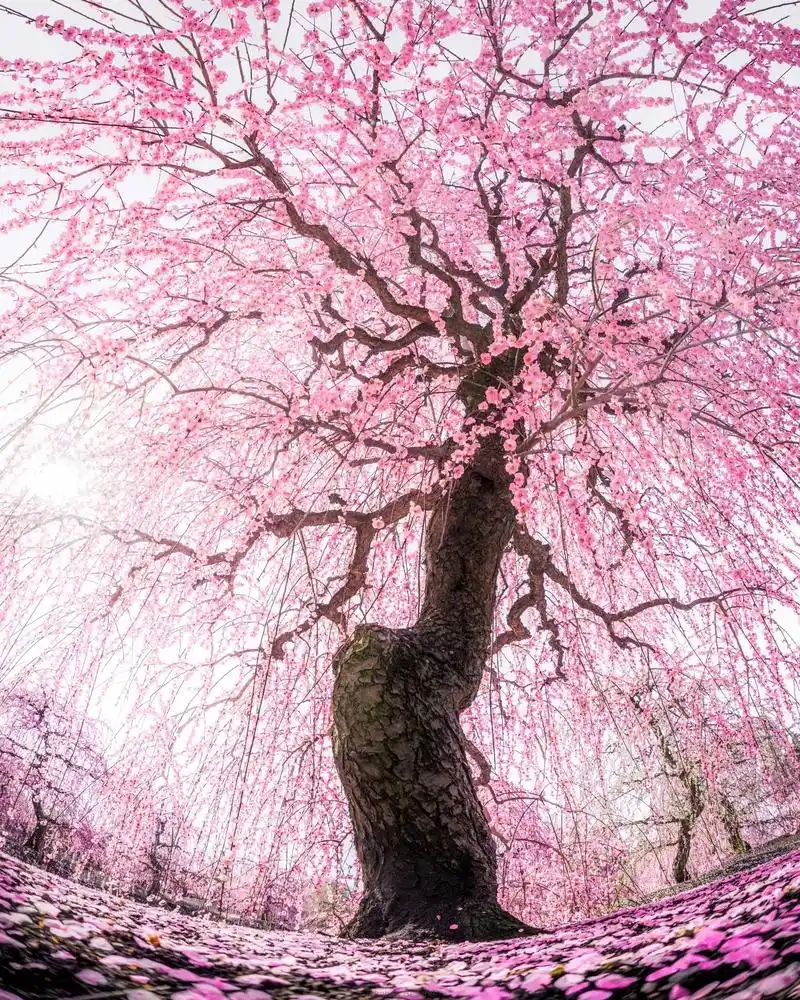 古风 #浪漫花海 #樱花 - 抖音