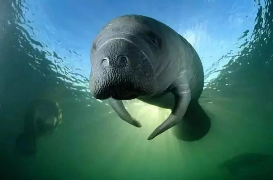 斯特拉大海牛从发现到灭绝仅用27年只因为太好吃了