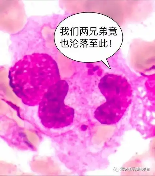 吞噬了三个晚幼红细胞的巨噬细胞