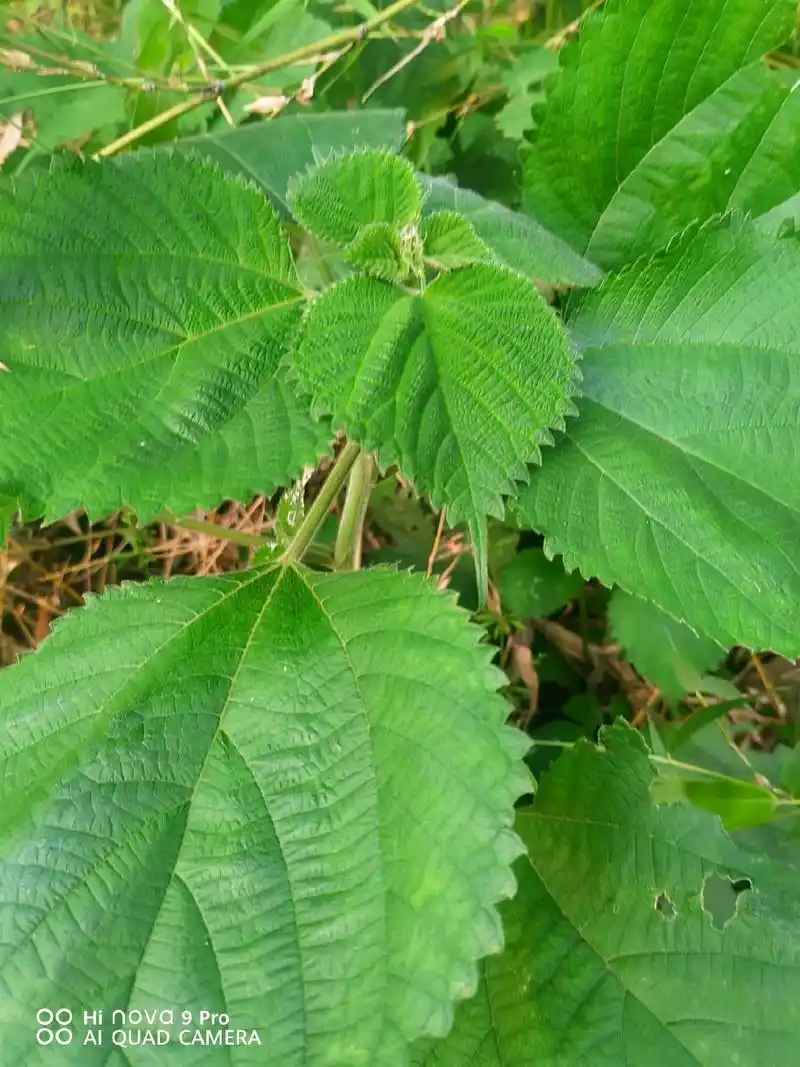 观察药用植物荨麻科:苎麻 - 抖音
