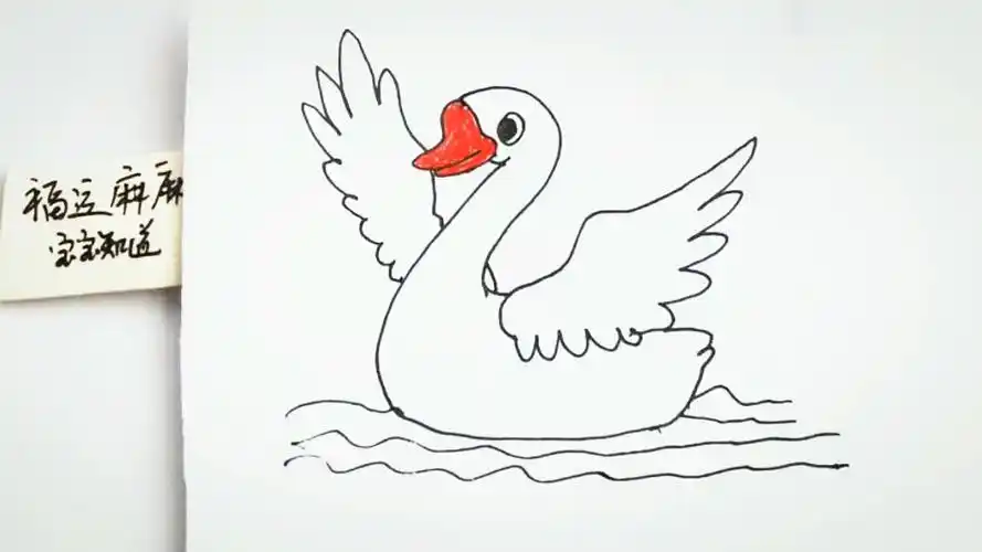 [画画秀]水中游泳的白天鹅