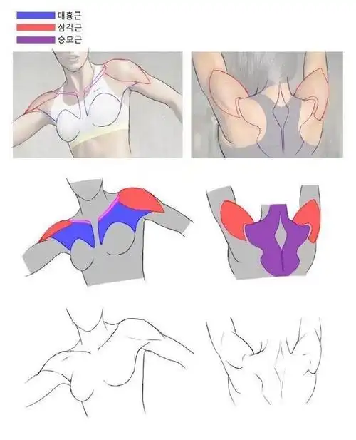 画画基础入门教程|人体背部肌肉的绘画技巧方法