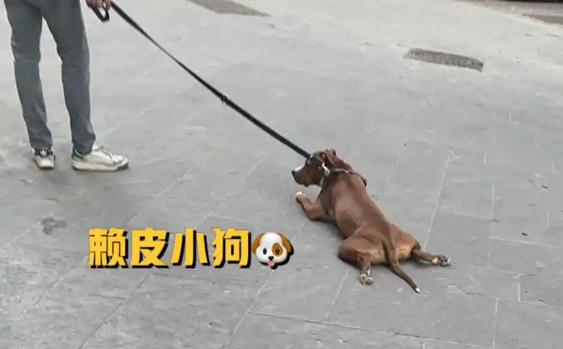赖皮小狗在路中间不走了
