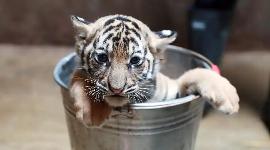 上海动物园小老虎四胞胎满月啦 称体重萌翻了