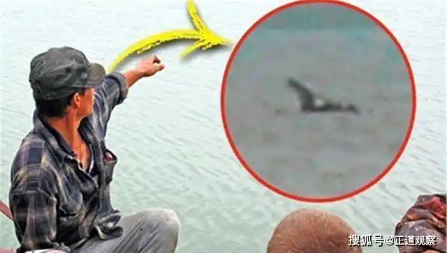 100年出现3次的水怪,最终在鲸鱼肚子中发现,被证实是存在的!