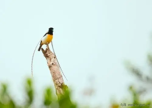 天堂鸟萨克森风鸟
