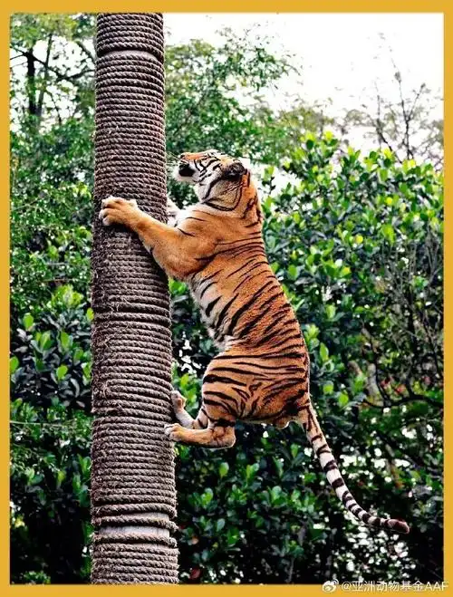 全球老虎日##神奇的动物