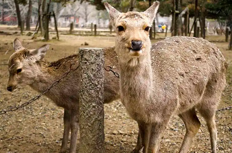 梅花鹿,向上,奈良,日本_高清图片_全景视觉