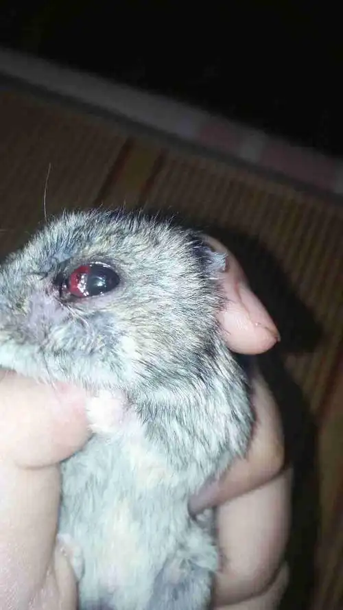 仓鼠眼睛不知道怎么了怎么治 急急急!