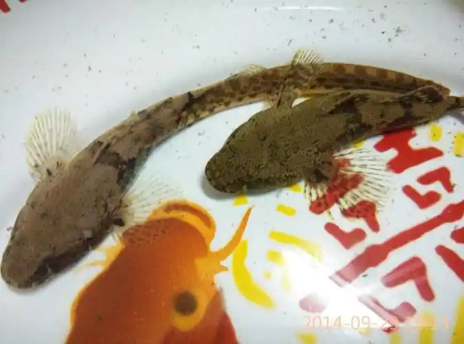 大家知道这是什么鱼吗