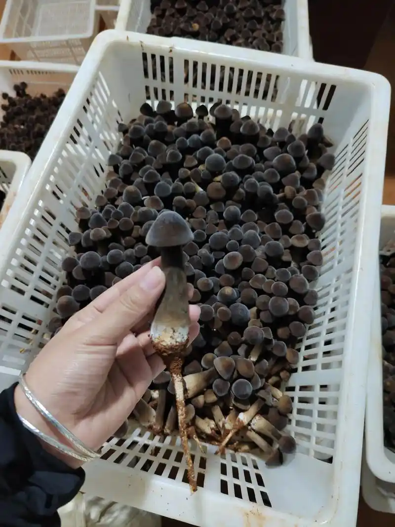 你吃过黑皮鸡枞吗?一定要试试黑皮鸡枞黑皮鸡枞菌别 - 抖音